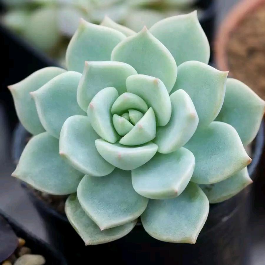 城市套路深我要回农村