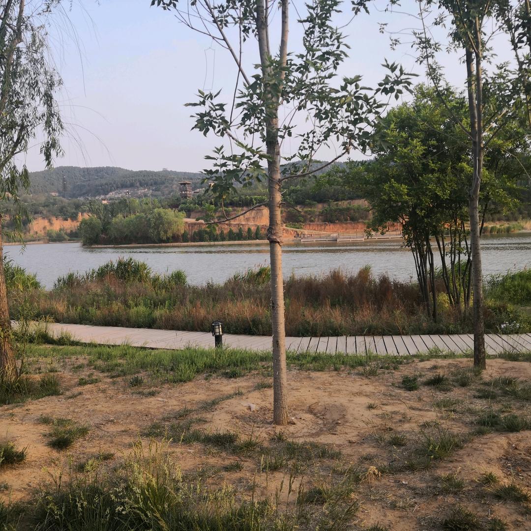 小树林