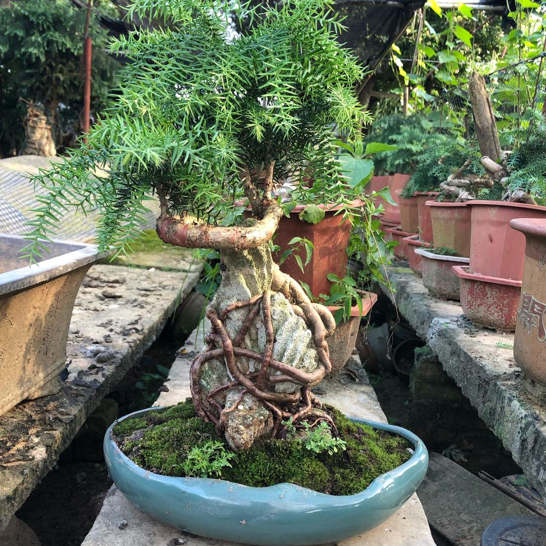 馨缘森园艺花卉