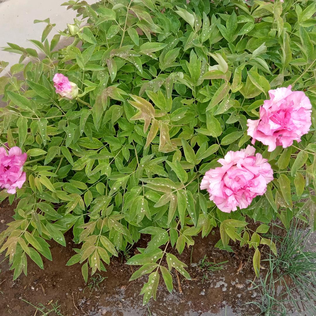 四姐🌾🌱🌴🌷🌷