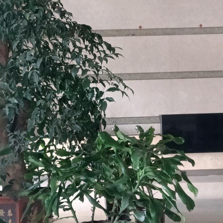 做人为善笛子学习中