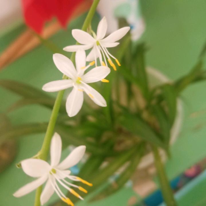 万事如意