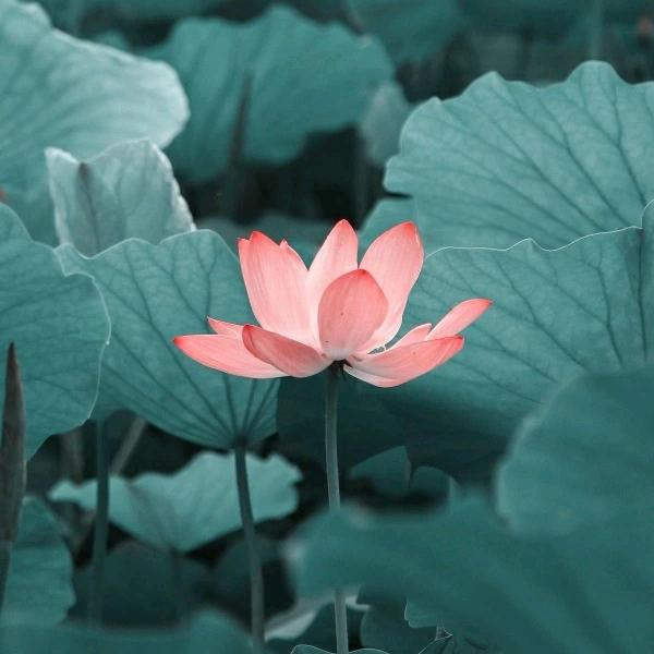 袁师傅