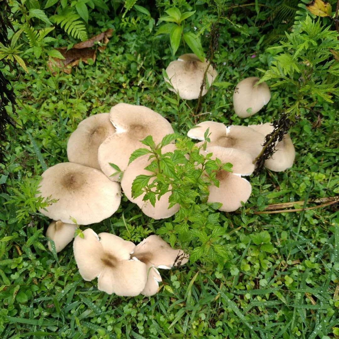 记录-农村生活，必回关