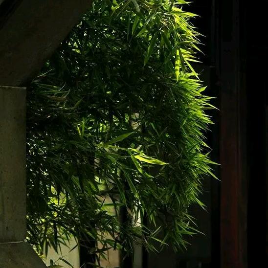 心灵独舞杨姐