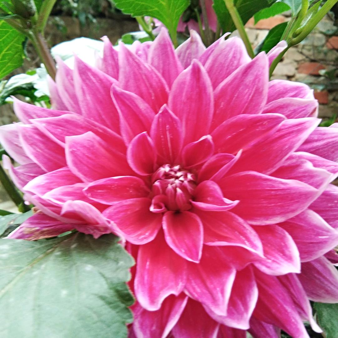 芹花