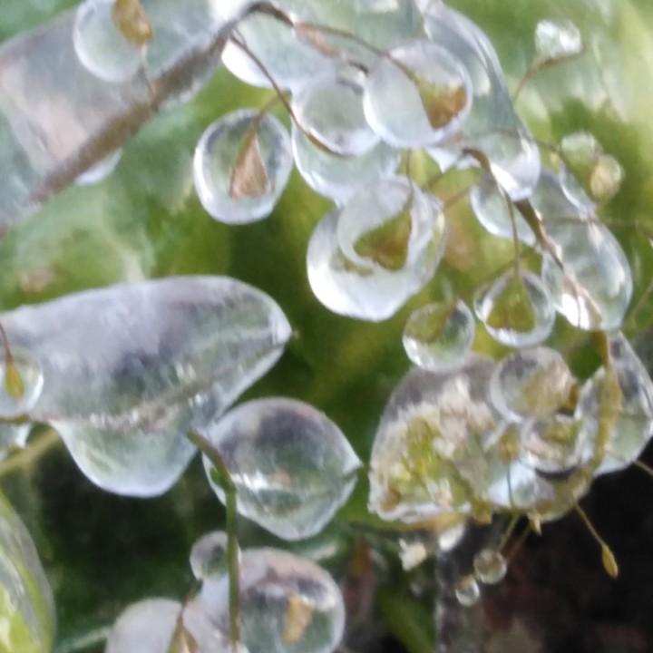 会飞的羊