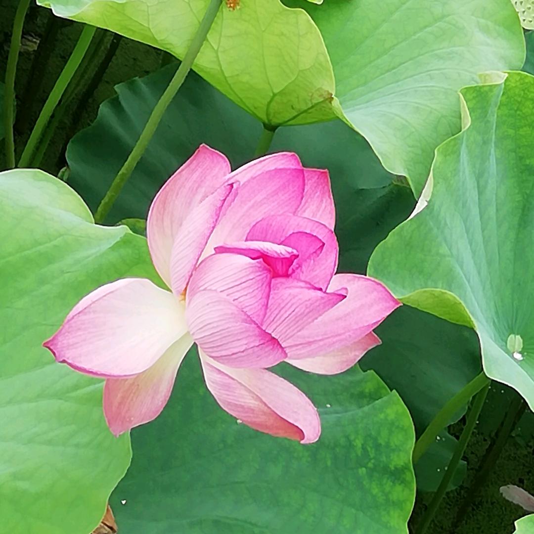 缘分今生