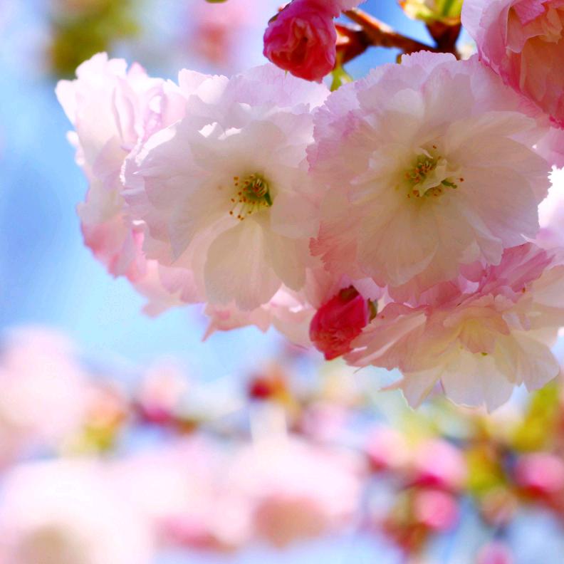 樱花.