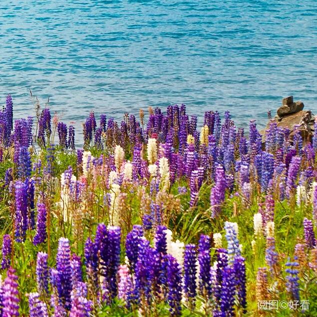 木槿花