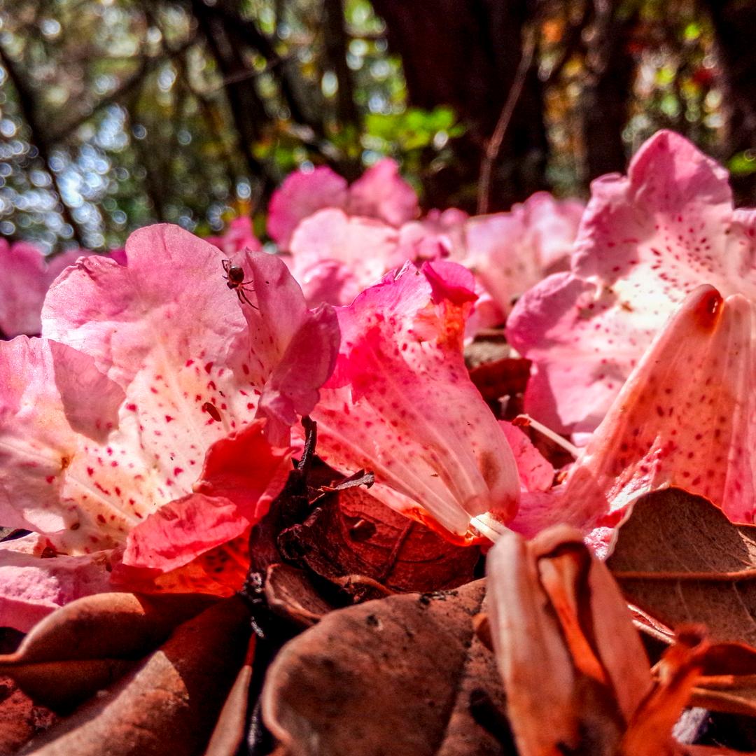 ( ͡ _ ͡°)ﾉ⚲ ♫上♥溜达@