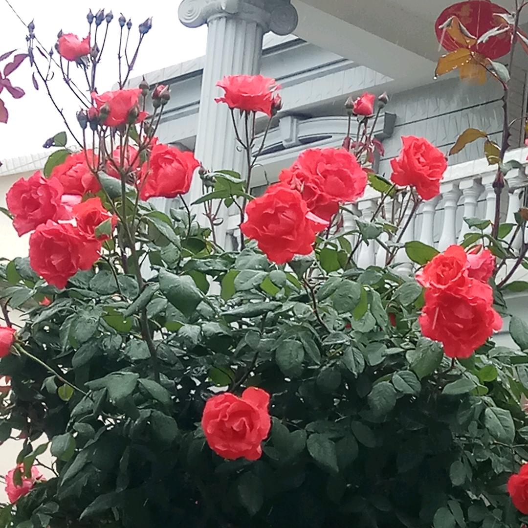 @✨💋🐵：💞ℒᎭ燕࿐?