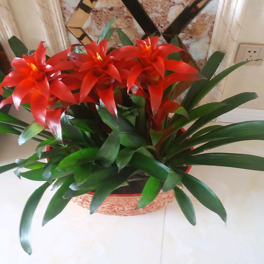 胡杨林hyl6251039176996