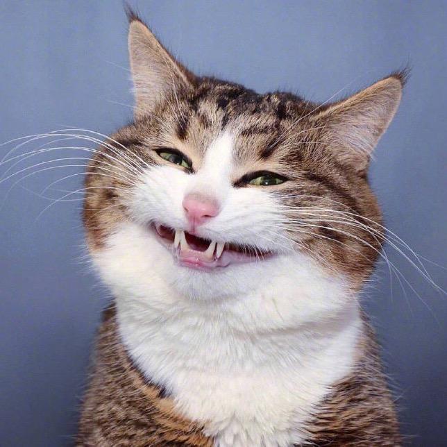 串串是只瓜皮喵