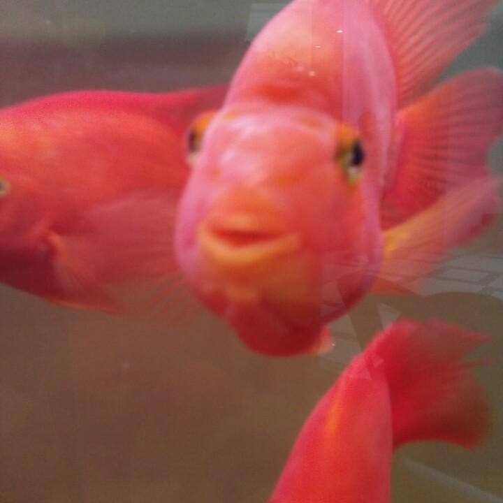 狼行天下.中国