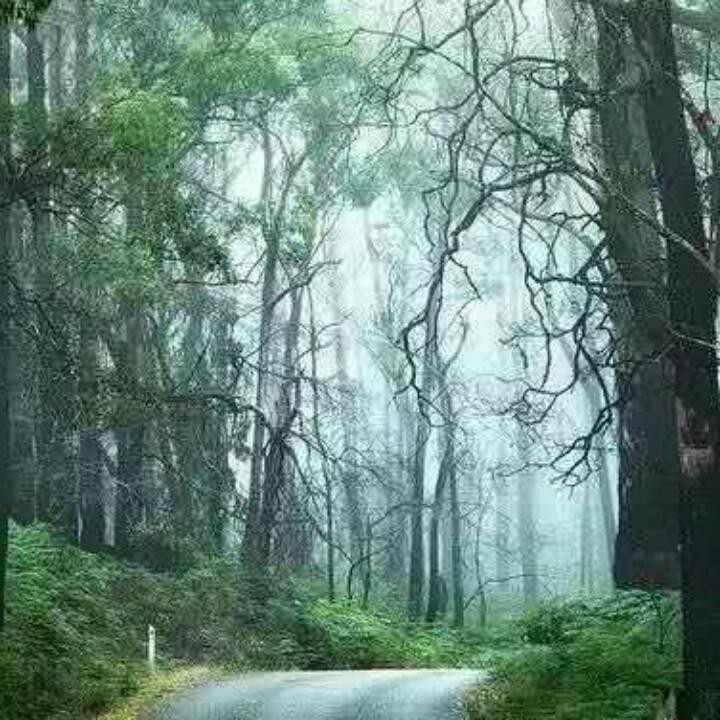 原始森林