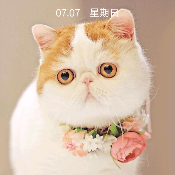 高高