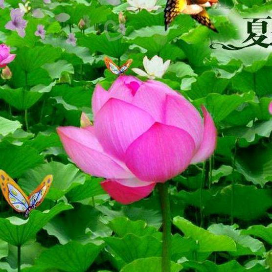 爱你倒白头