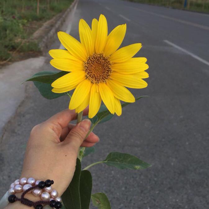 🌹 ζ浅暮ˋ流殇 🌹