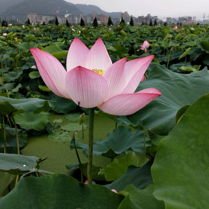 梦想成真