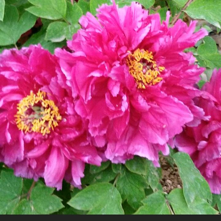 花花