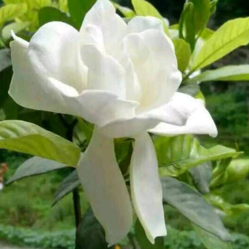 美好的明天🌹