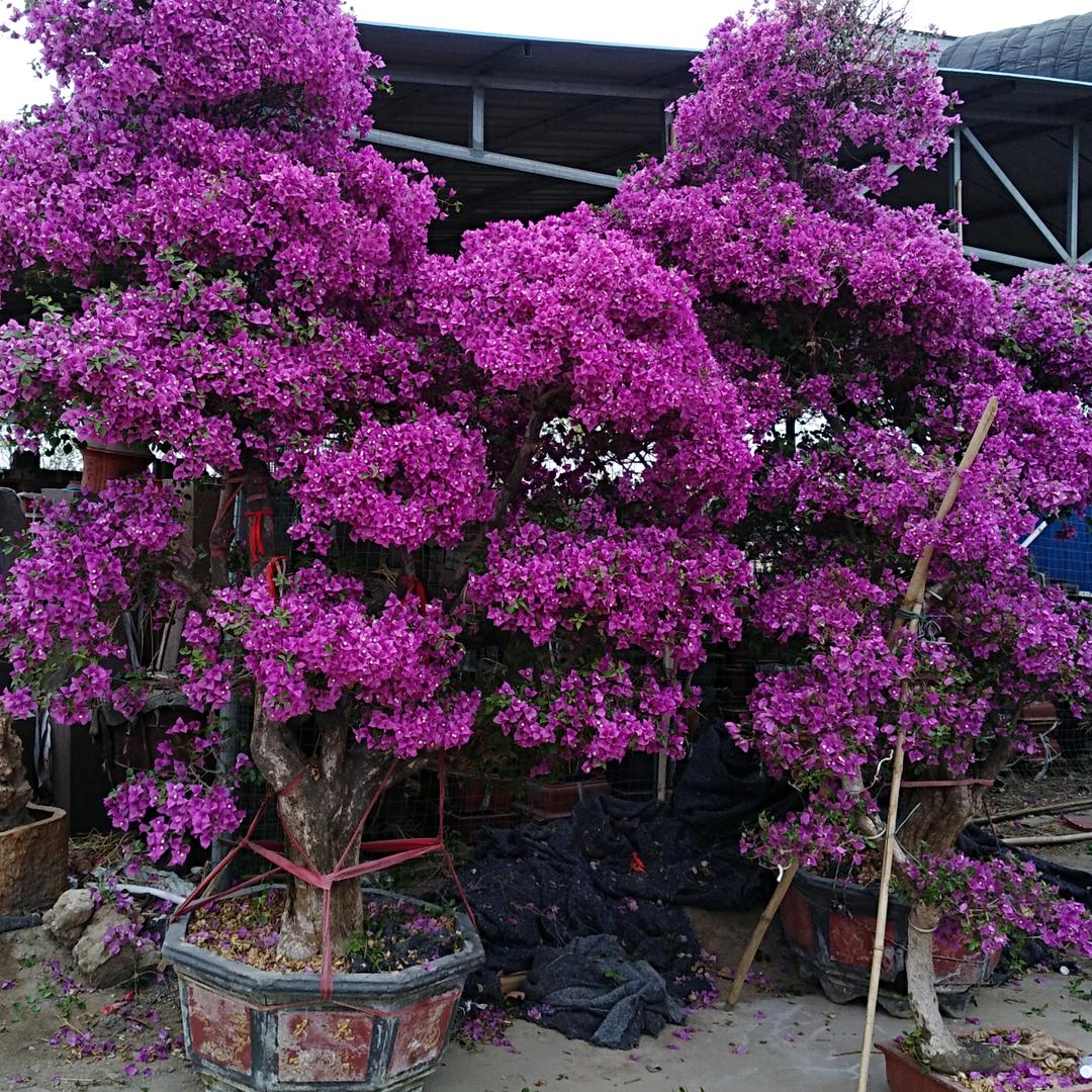 立元【绿植花盆批发】