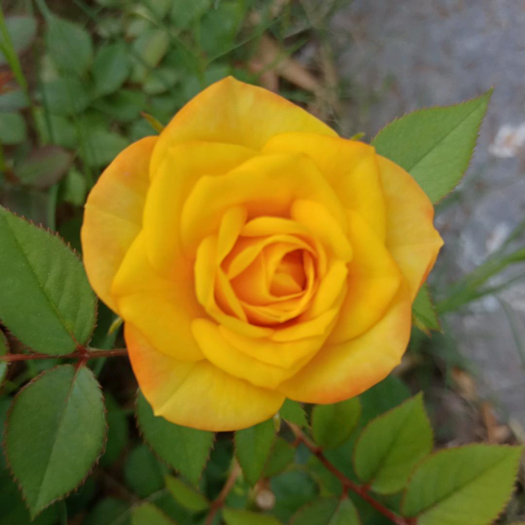 花儿