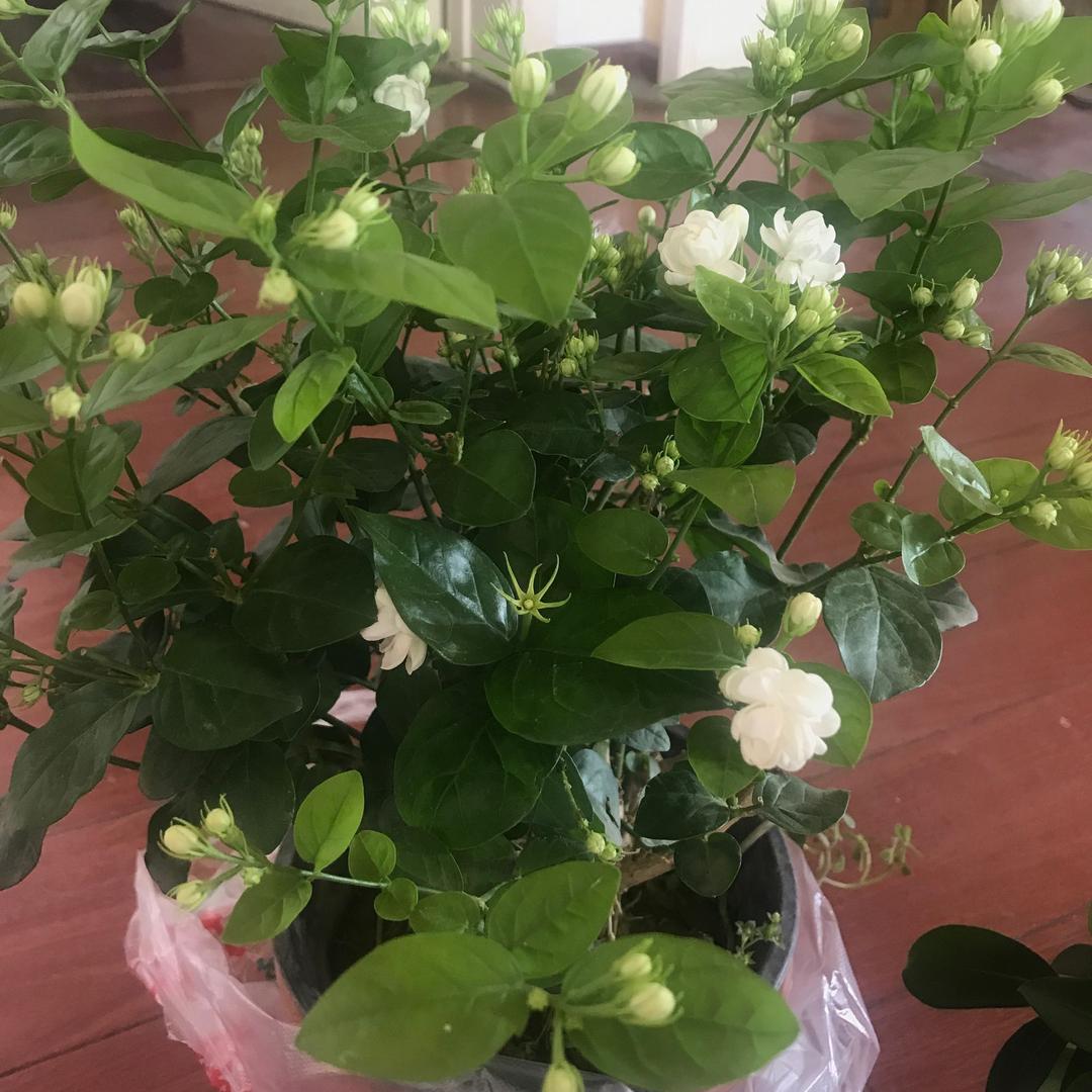 万花礼坊
