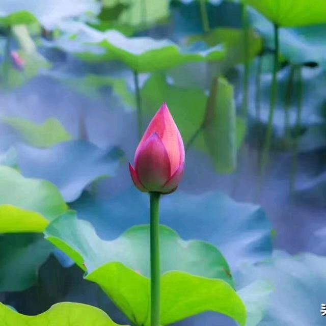 自然之美