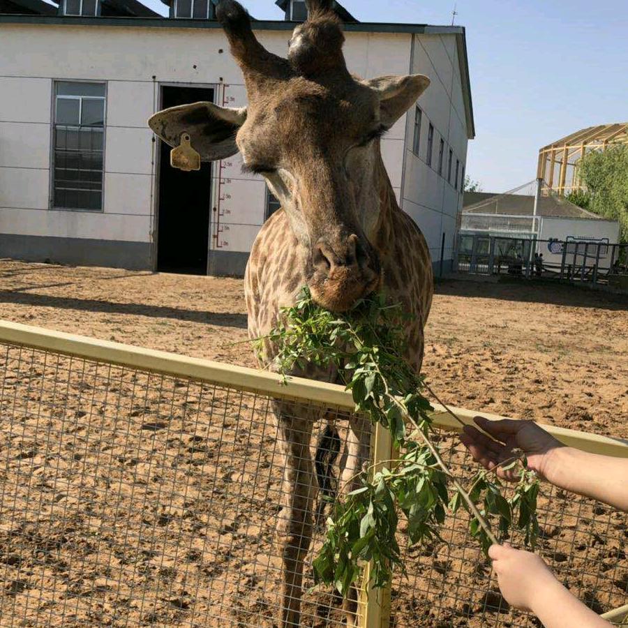田园蛋糕（复原二路店）