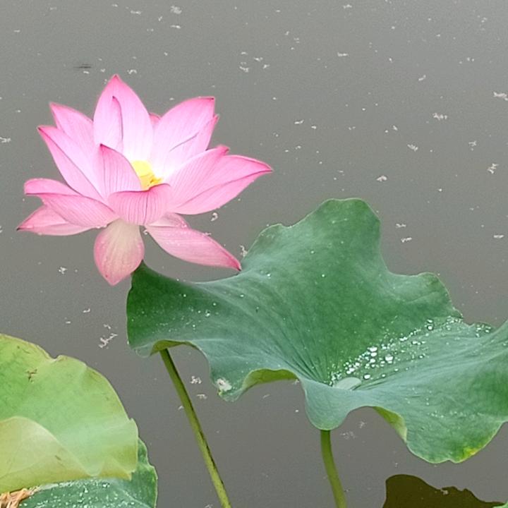 立邦漆