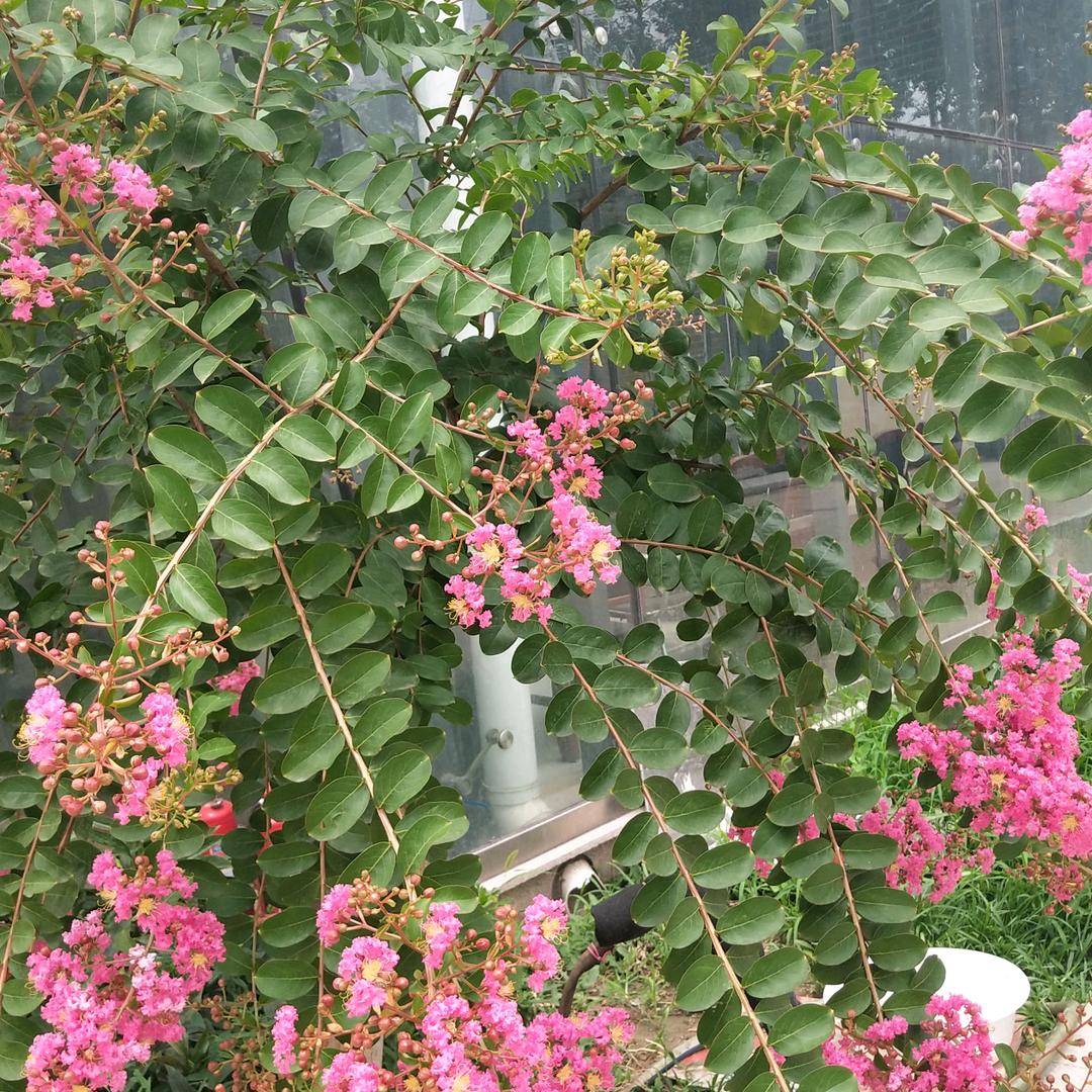 🌸我爱我家🌸