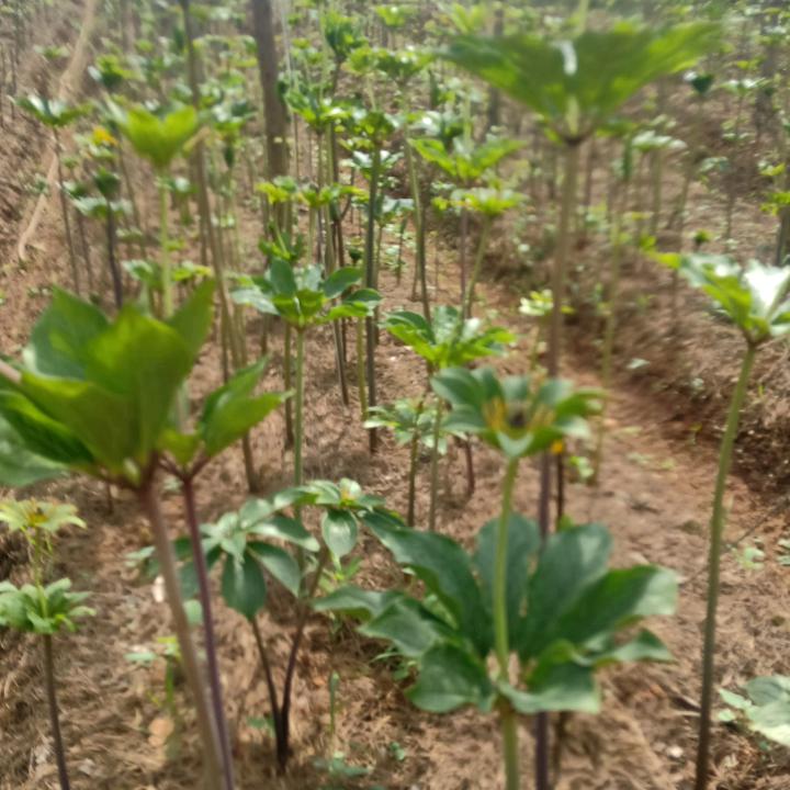 药材种植