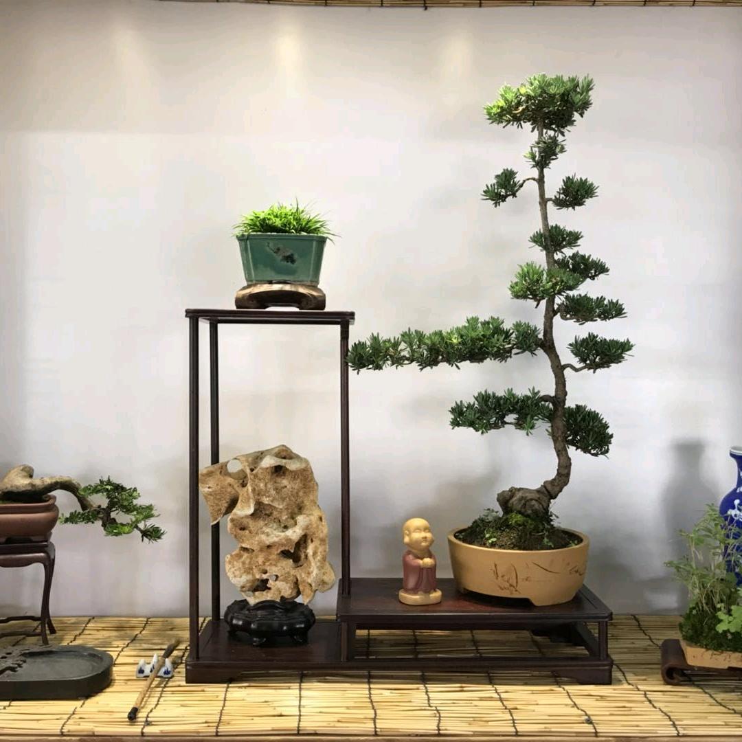 源盆景艺术