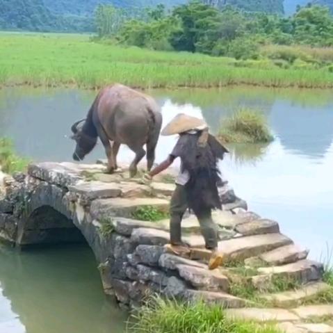 马什么梅