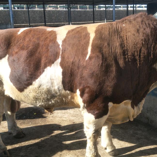 &源牛牛🐮🐮