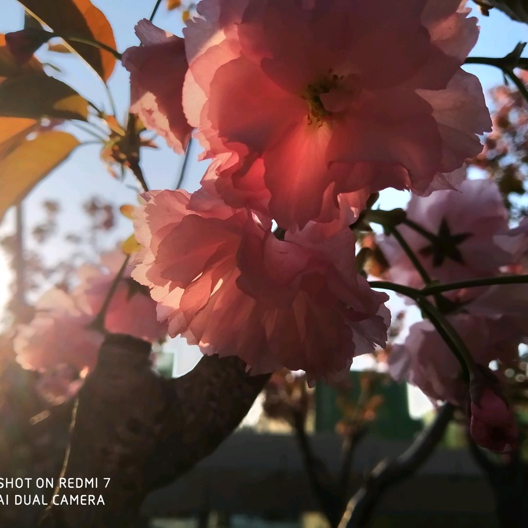 华美鲜花