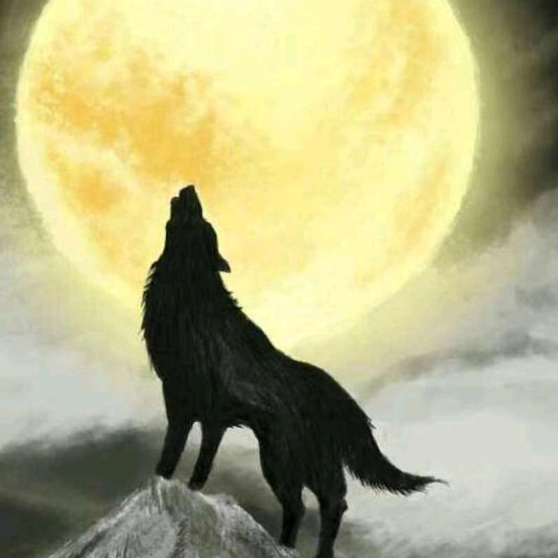 亳州市老狼大盘鸡店（老吴）