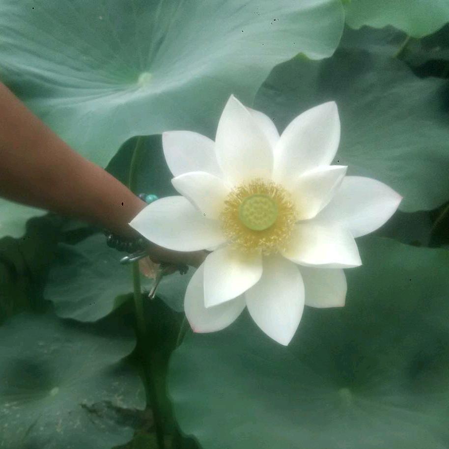 王