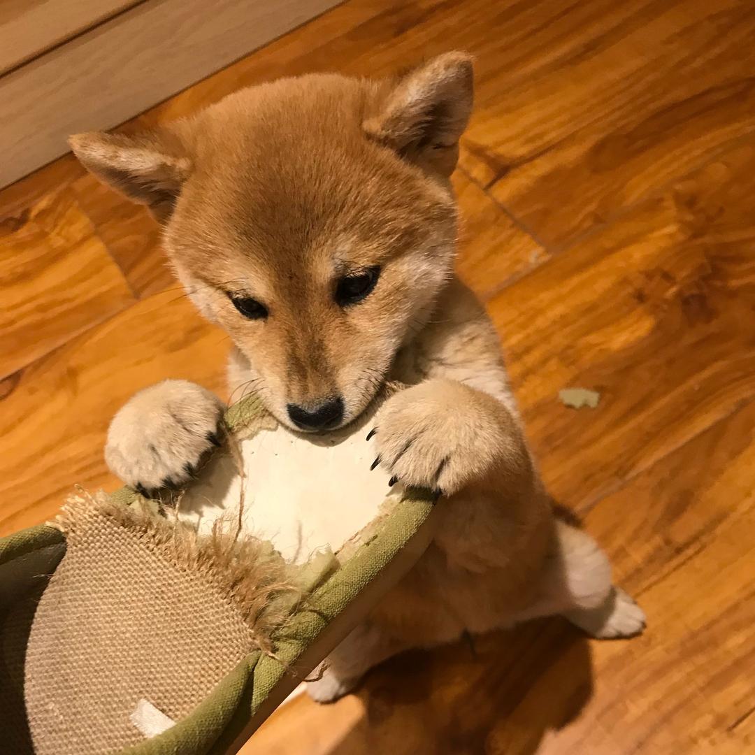 犯懒的喵小妞