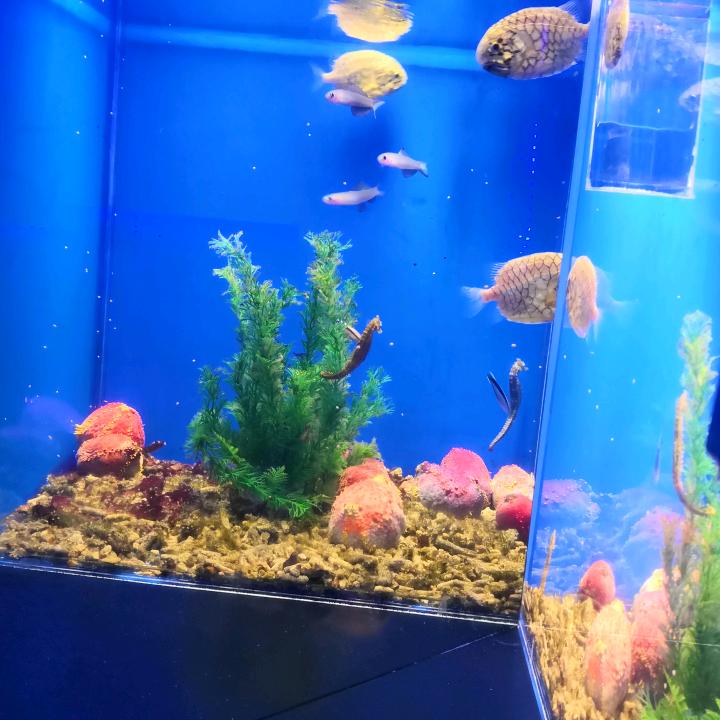 人生若只如初见🎄 🍀 🌺