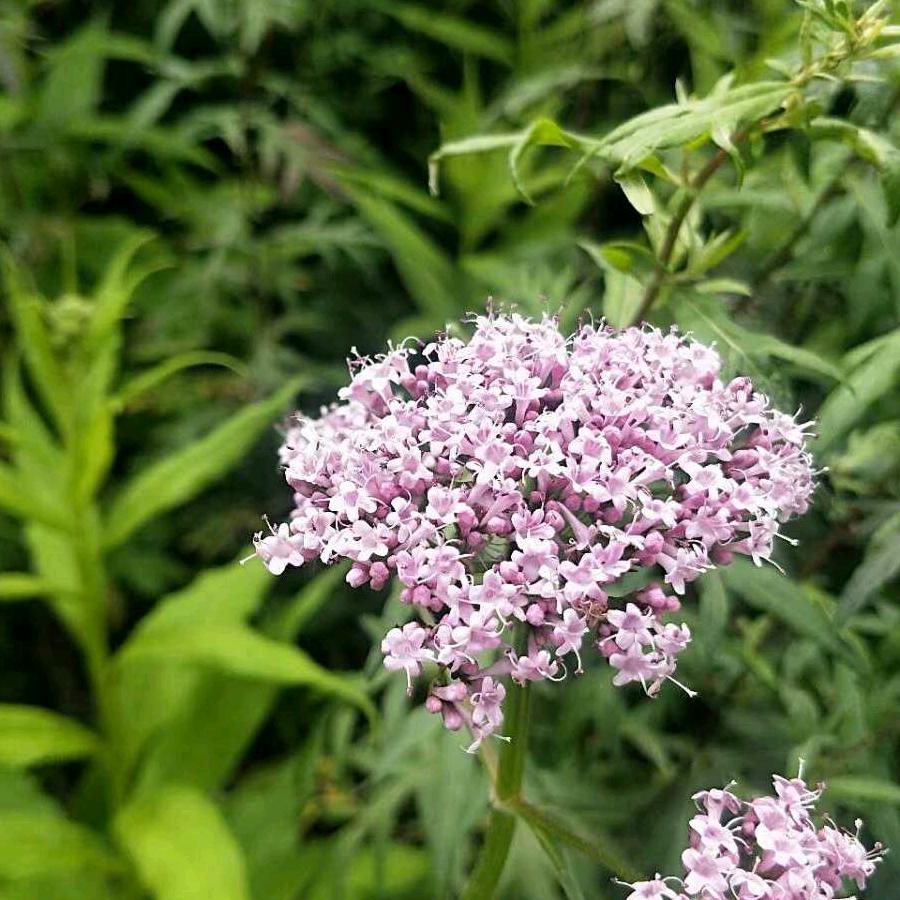 兰花花