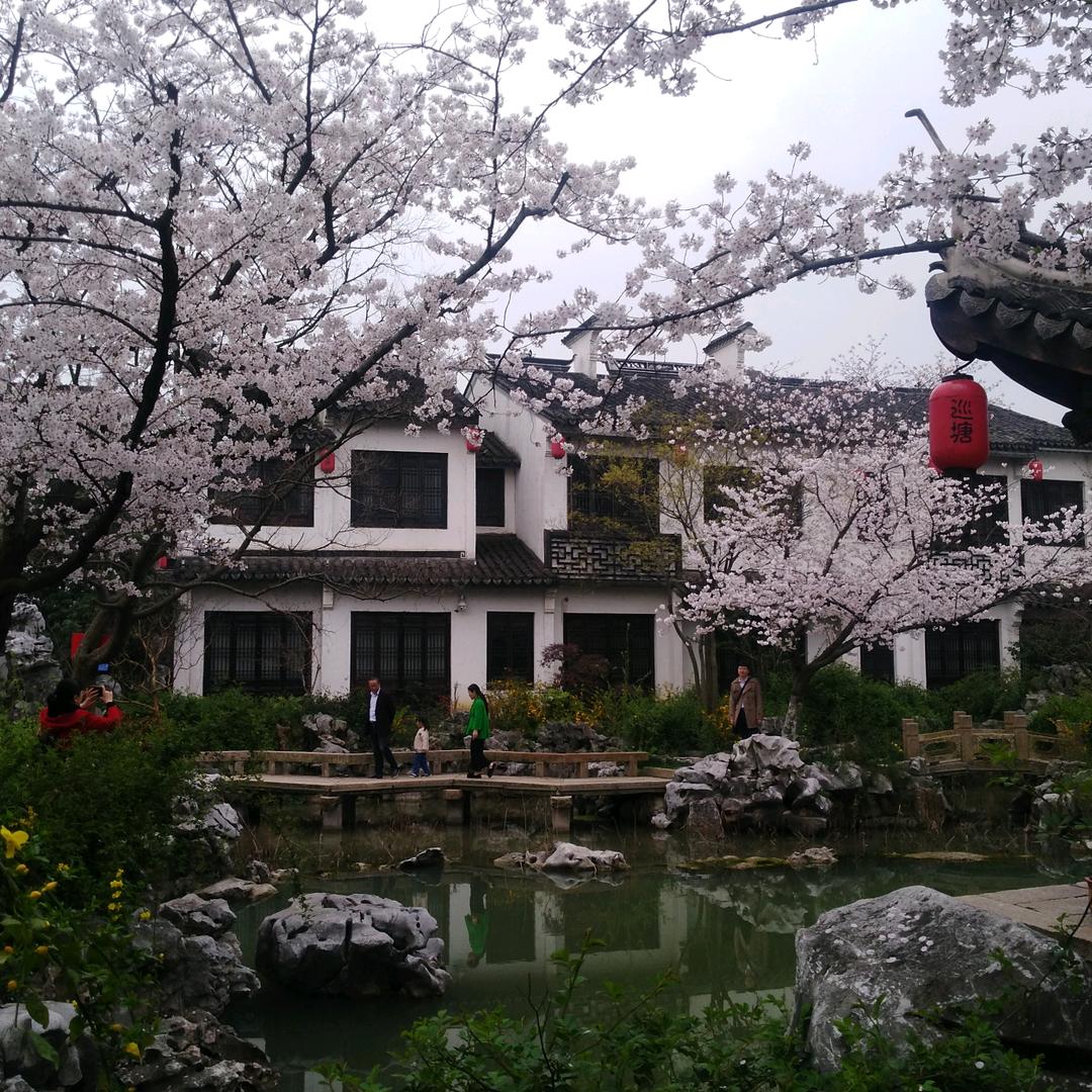 樱花