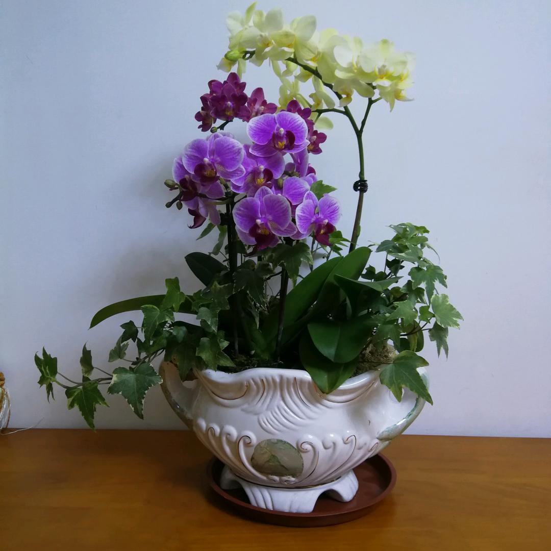 高粱