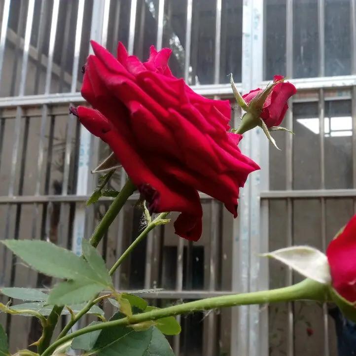 用户8873245341538曲折美景