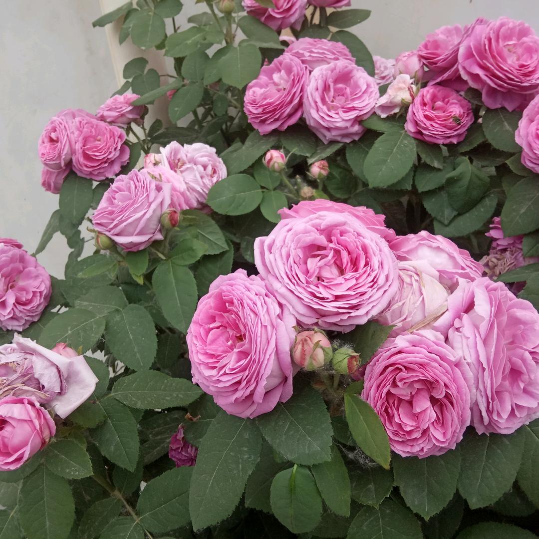 申阳建筑有限公司