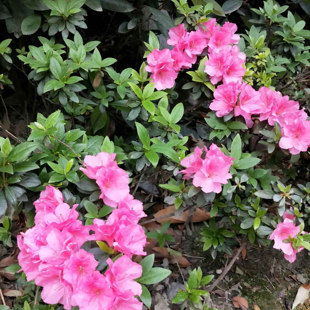 我心飞翔