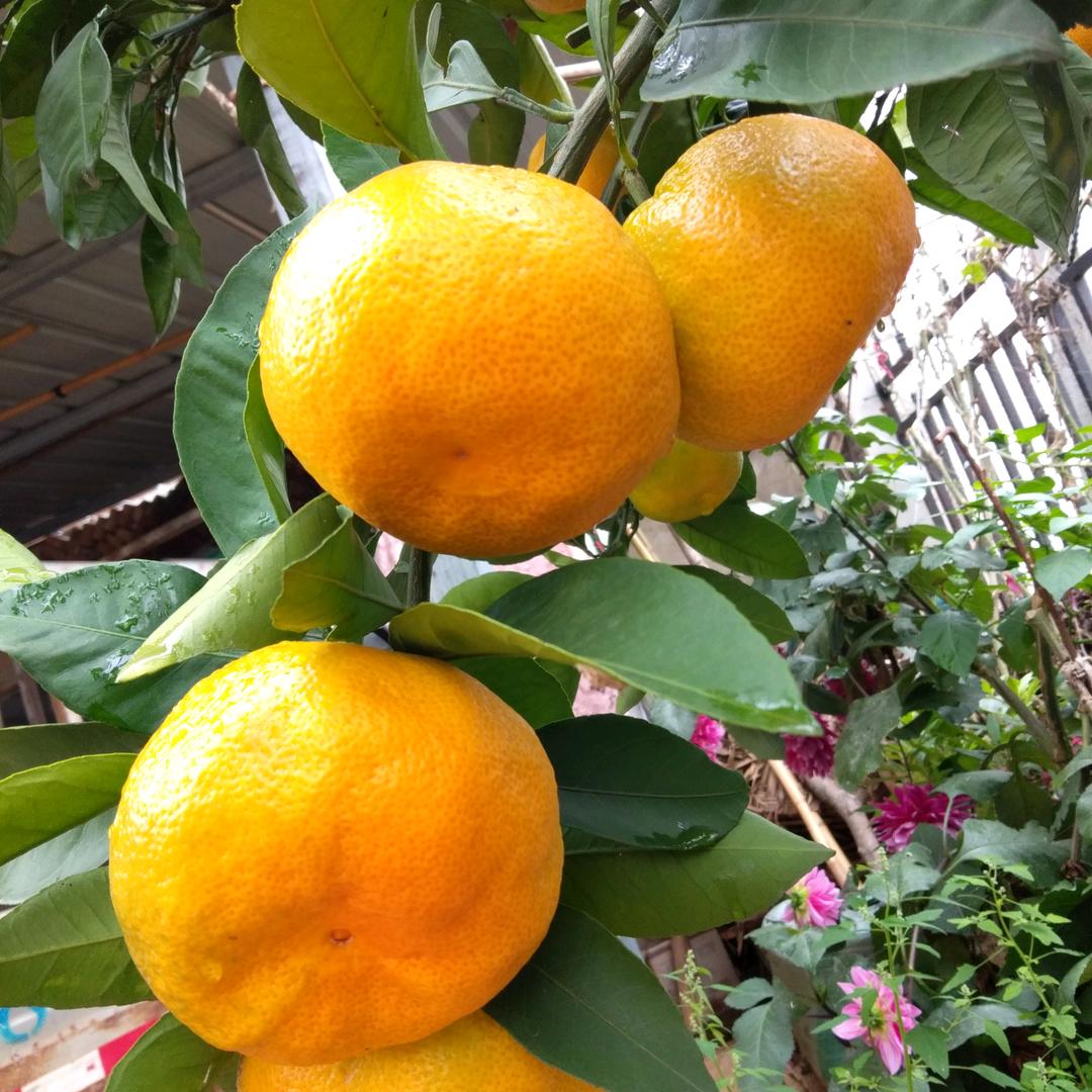 山茶花