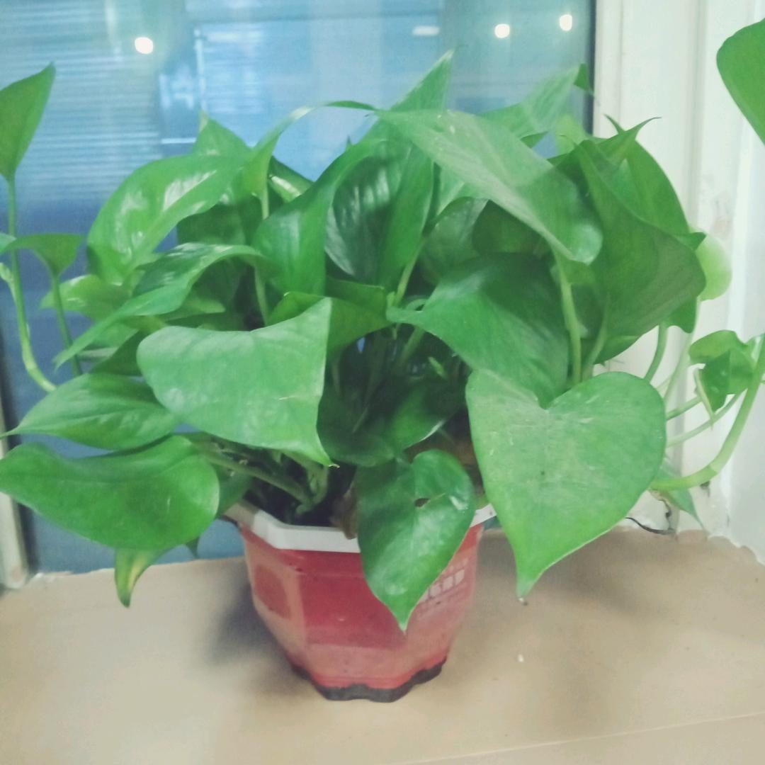 百荷花